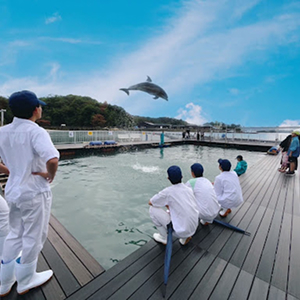 イルカがジャンプしている様子をスタッフが見守っている風景