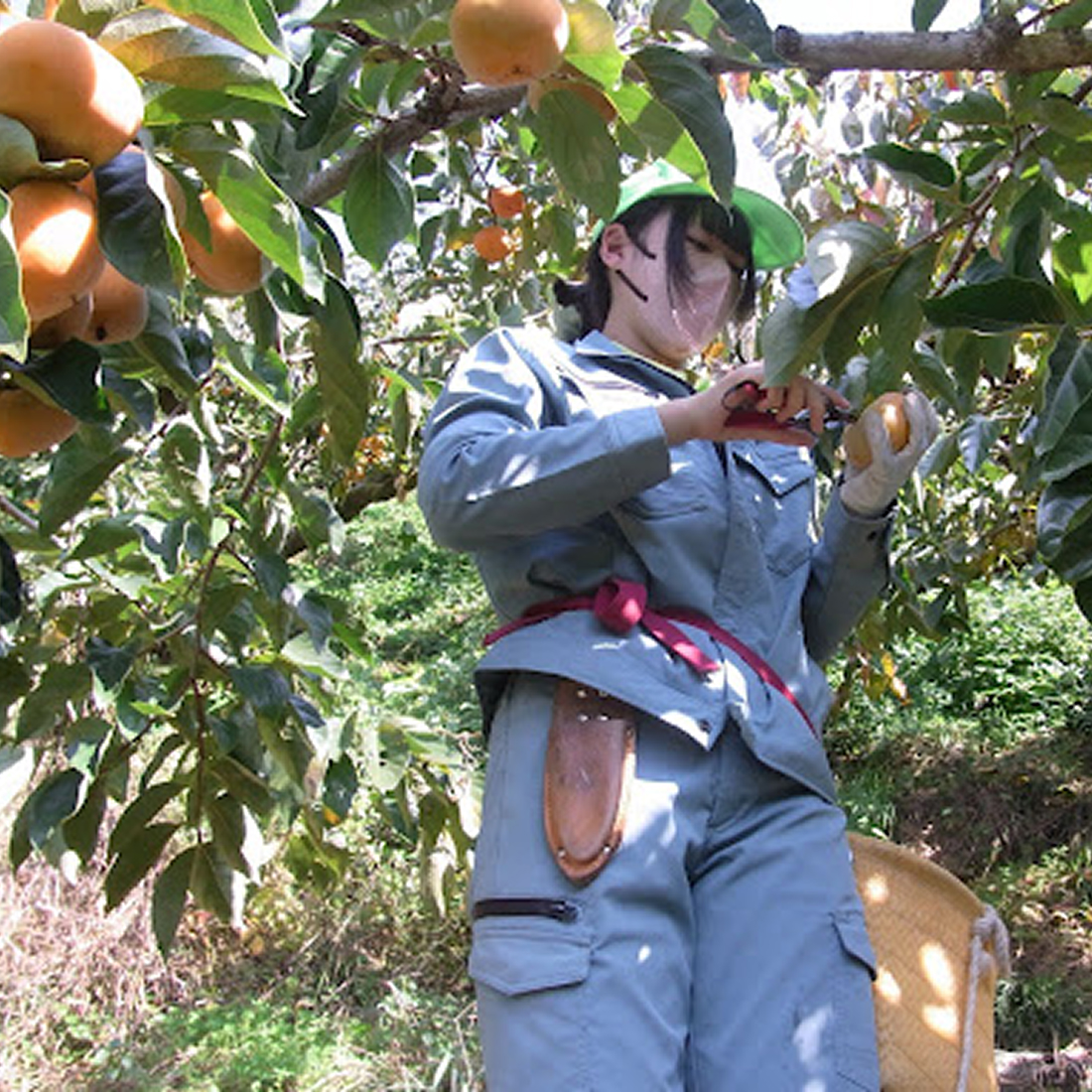 女性がみかんの収穫を行っている様子