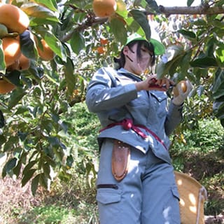 女性がみかんを収穫している様子